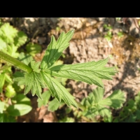 Geum chiloense (fam Rosacees) (Andes) (5)